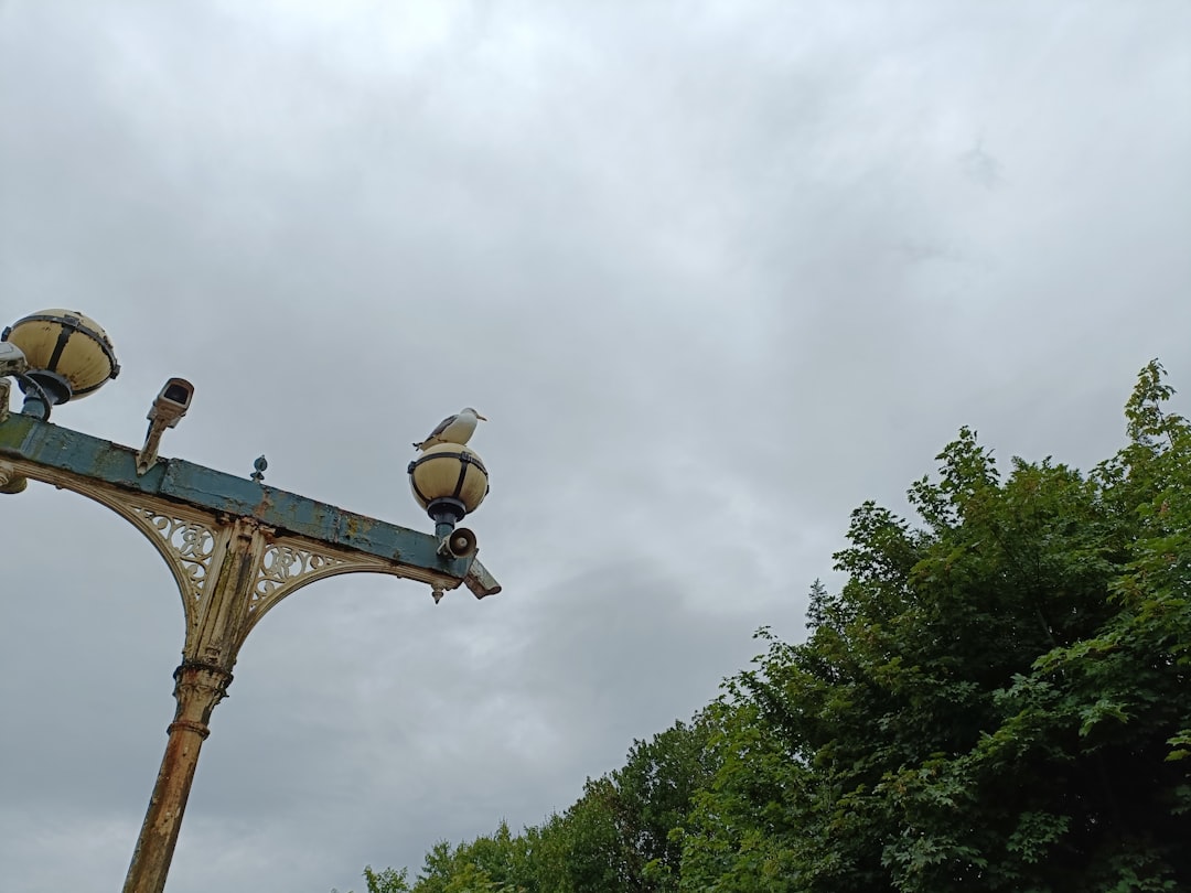 Photo Seagull Chandelier